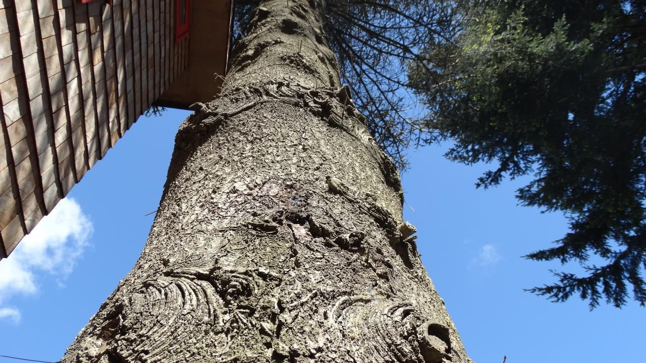 פורטו ואראס Almabosque Cabanas מראה חיצוני תמונה